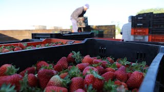 Siembra Cosecha e Industrialización de Frutillas Belén  Especial Coronda MBTV [upl. by Appel]