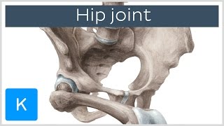 Hip joint  Bones ligaments blood supply and innervation  Anatomy  Kenhub [upl. by Nagem]