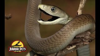 Schlangen Afrikas Die Schwarze Mamba  Dokumentation [upl. by Heeley]