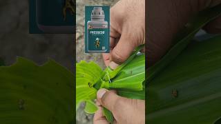 Pi Pressedo insecticide short video status agriculture status [upl. by Zaragoza]