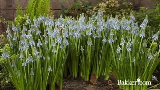 Muscari  Croissance dune plante en accéléré [upl. by Ever]