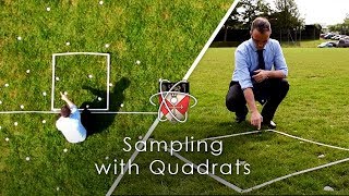 Sampling with Quadrats  GCSE Biology Required Practical [upl. by Hollie741]