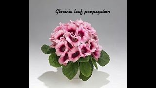 How to propagate gloxinia from leaf cutting Part1 [upl. by Selyn426]