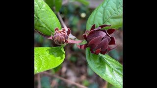 Carolina Allspice Plant Profile [upl. by Onra]