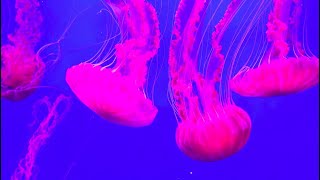 Phylum Cnidaria Part 1 Introduction and Broad Characteristics [upl. by Netnert849]