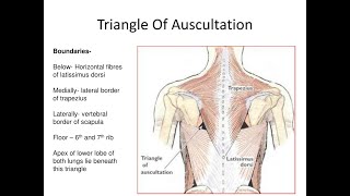 Anatomy of Triangle of Auscultation and clinical importance of this knowledge [upl. by Horton]