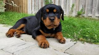 9 Week Rottweiler Puppy [upl. by Arel]