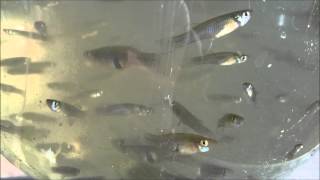 The mosquitofish against mosquitoes Gambusia affinis [upl. by Aileon]