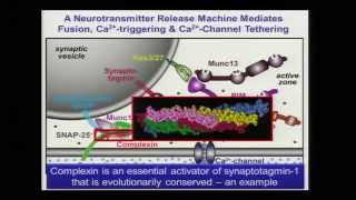 Mechanism of Neurotransmitter Release Thomas C Sudhof  DCU Nobel Lecture Series [upl. by Atteoj]