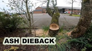 ASH DIEBACK A BIG UK PROBLEM [upl. by Whatley]