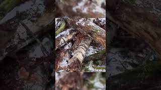 Part 2 Tarp Camping in the Snow bushcraft camp camping survival shelter wildlife outdoors [upl. by Mitchel]