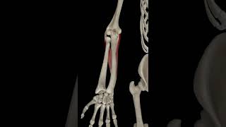 Wrist Joint Ulnar Deviation anatomy science 3danatomy humananatomy [upl. by Ahsocin198]