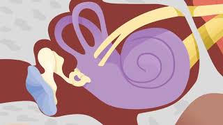 How the Ears Work  Nemours KidsHealth [upl. by Oal]