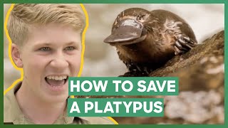 Robert Rescues A TRAPPED Platypus  Crikey Its The Irwins [upl. by Eenahc19]