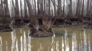 Cheniere Lake with the water almost drained [upl. by Evey]