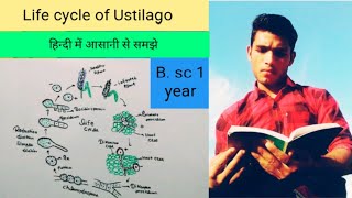 Life cycle of Ustilago fungi [upl. by Jodi829]