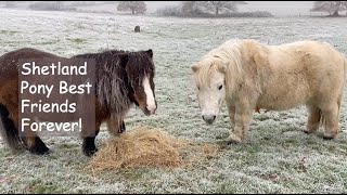 Shetland Pony Best Friends Forever TV Ep 420 [upl. by Trula]