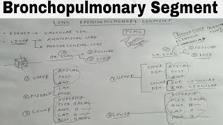 Bronchopulmonary Segment of Lung  TCML [upl. by Nabila322]