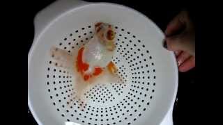 How To Hydrogen Peroxide Swab for Goldfish I [upl. by Simdars]