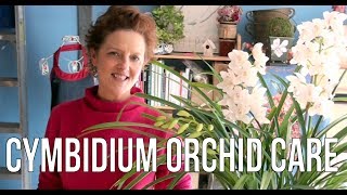 Cymbidium Orchid Care [upl. by Aseela380]