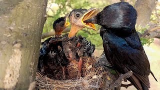 Black drongo bird feeding baby mantis  Birds of Nature [upl. by Akehsay]