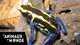 Les grenouilles des cimes  Guyane française [upl. by Edelstein]