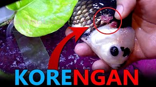 Cara Mengobati Badan Ikan Mas Koki Oranda Panda yang Korengan Akibat Jamur dengan Acriflavine Plus [upl. by Sidnal49]