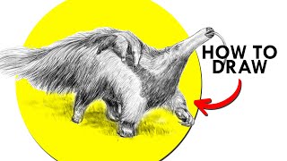 How To Draw A Giant Anteater [upl. by Lacefield572]