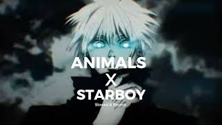 Animals X Starboy  Mashup  Remix song [upl. by Arahsal]