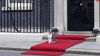 Larry the Cat The Only One Who Got Brexit Right [upl. by Stewart]