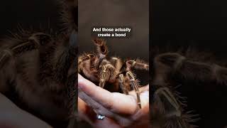 Tarantulas Have Cat Traits Surprising Similarities [upl. by Sucramad]