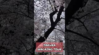 Sakura walking Tour Japan Cherry Blossom Festival 2024 [upl. by Falo849]