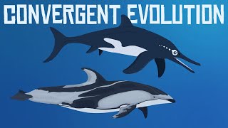 Convergent Evolution  Dolphins and Ichthyosaurs [upl. by Erelia]