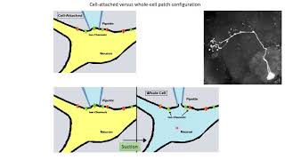 Neurobiology 32 Active conductances [upl. by Nesahc]