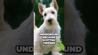 Scottish Terrier  What to Expect When Getting a Scottie [upl. by Onitram]