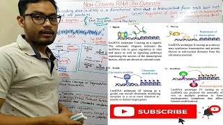 Non coding RNA An Overview [upl. by Melentha931]