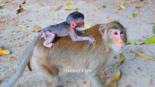 Baby Arian very sad and mama angry baby monkey  stop mama [upl. by Uzziel416]