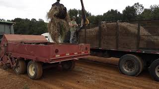 Planting Bermuda grass sprigs [upl. by Ettenal]