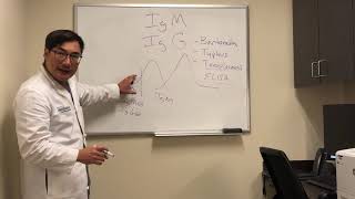 Immunoglobulin IgG and IgM interpretation of serological tests [upl. by Peper509]