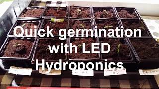 Quick germination with LED hydroponics 5 Cherry tomato minibel tumbling tom sweet million [upl. by Arymas831]