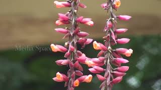 Thunbergia mysorensis Indian clock vine [upl. by Wake]