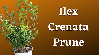 Ilex Crenata Prune  Japanese Holly [upl. by Akselav]