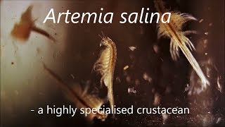 Artemia salina  a highly specialised crustacean [upl. by Alejna]