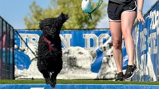 Dock Dogs  Broomfield Colorado September 21 2024 [upl. by Belshin861]