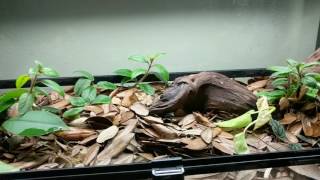 Solomon Island Leaf Frogs out and about [upl. by Hendrick807]