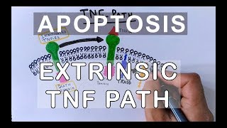 Mechanism of Extrinsic Pathway of Apoptosis  TNF Path [upl. by Nitaj]