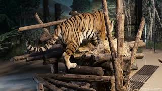 🐯 Meet “Vasili” and “Kira” at the Toronto Zoos Amur Tiger Exhibit 🐻🌳🦧 2018 4K [upl. by Hairahs407]