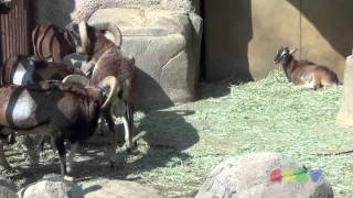 큰뿔산양무플론싸움  Mouflon Fight [upl. by Casta]