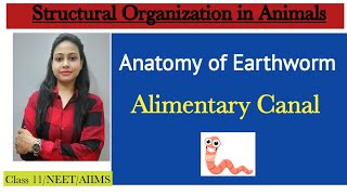 Ch7 Structural organization in animals  Anatomy Alimentary canal of Earthworm  Class 11NEET [upl. by Eedoj594]