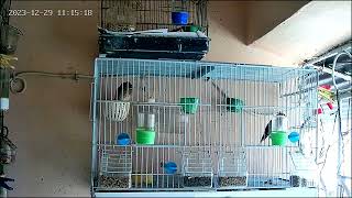 My goldfinch singing beautifully 😍 goldfinch birds animals love nature aviary canary [upl. by Leyameg]